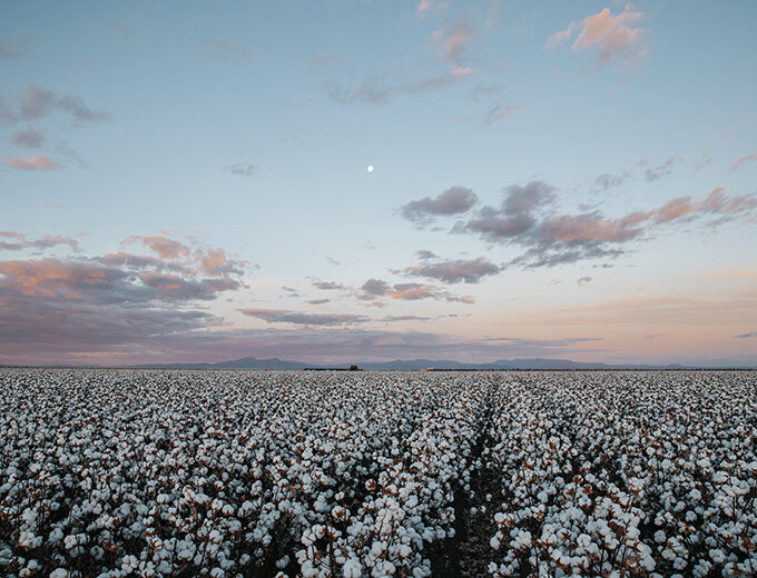 Pink skies over cotton