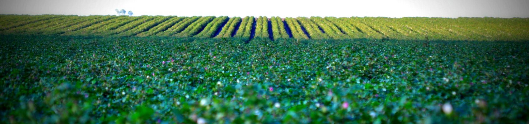 CF Moree of the countrys richest agricultural areas The landscape around Moree is striking with its black soil cotton crops Hayley Caccianiga 1