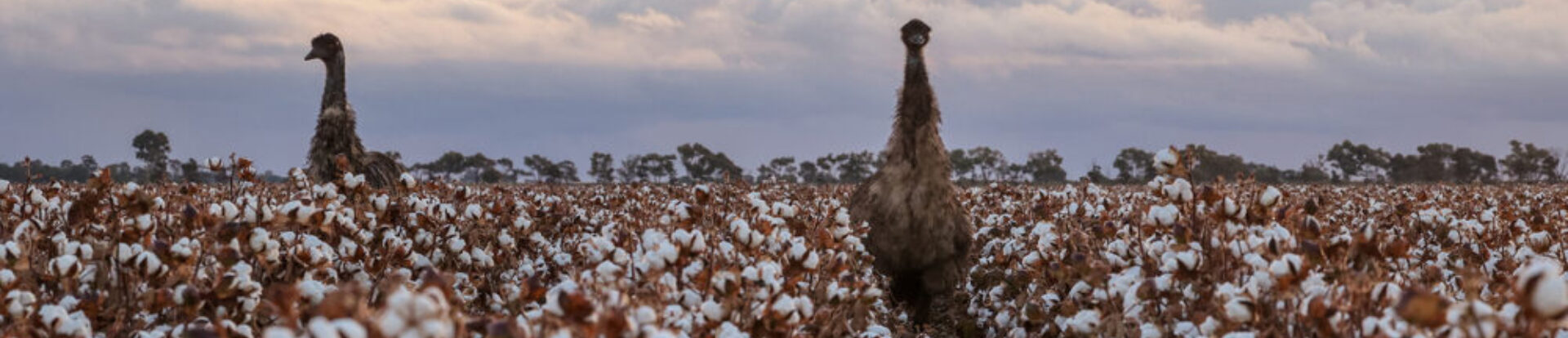 Emu page banner 1720x390