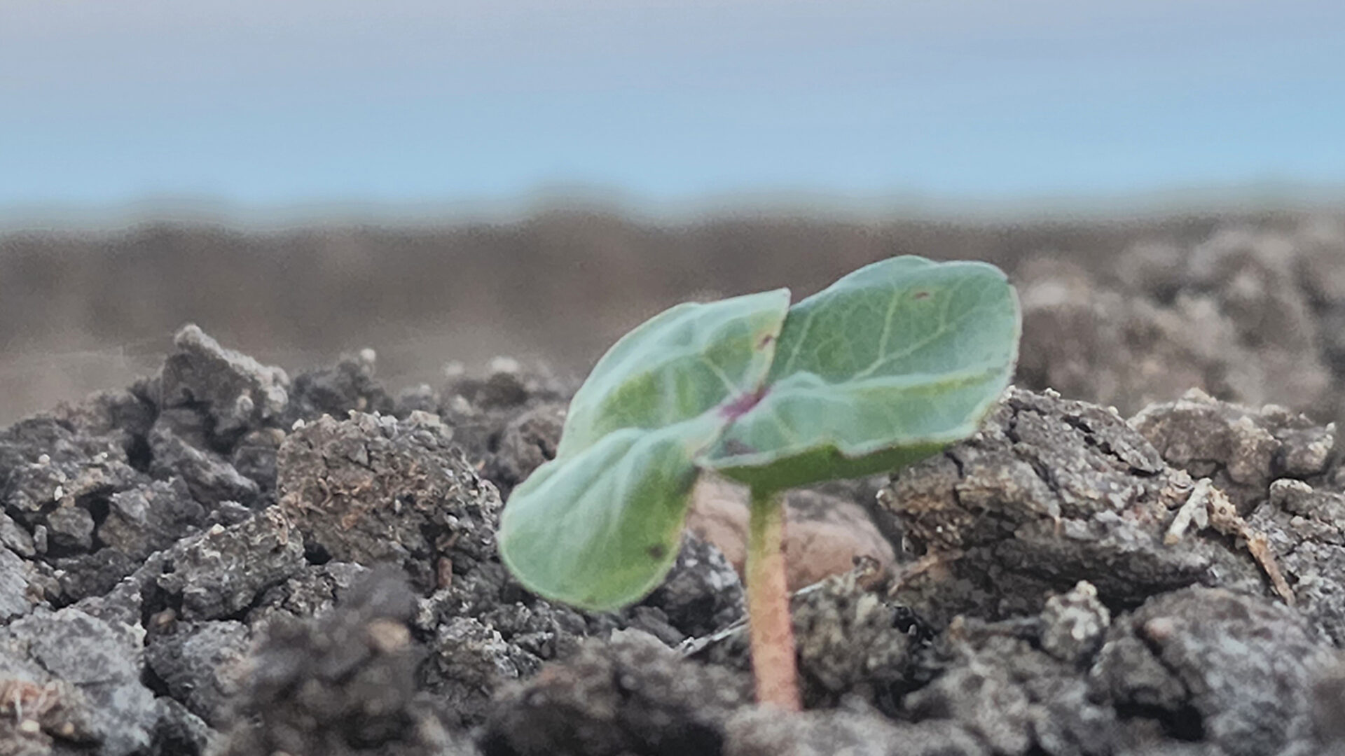 Seed emerging 1720x730