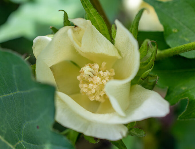 FLOWERS 630x520
