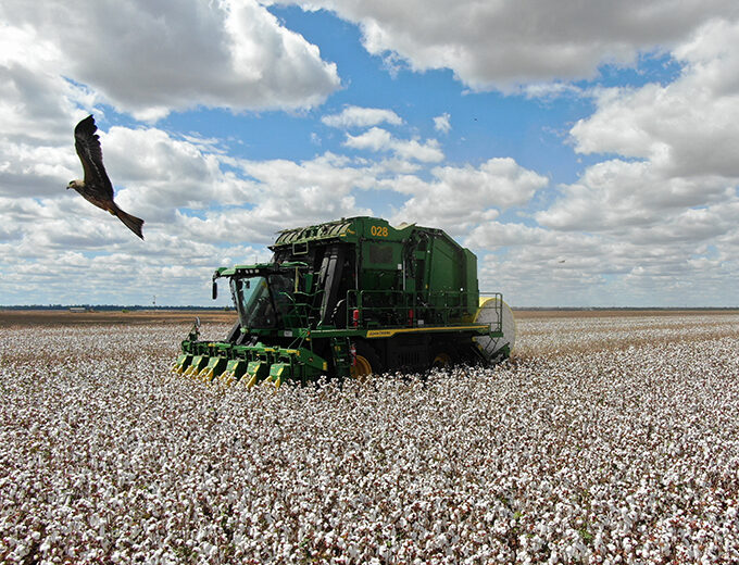 Bird and cotton picker 680x520