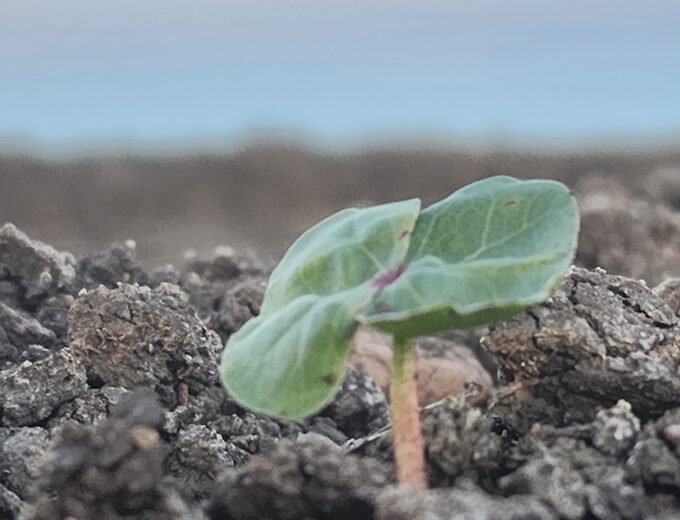 Seed emerging 1720x730
