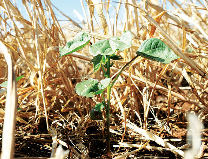 Cover Crop