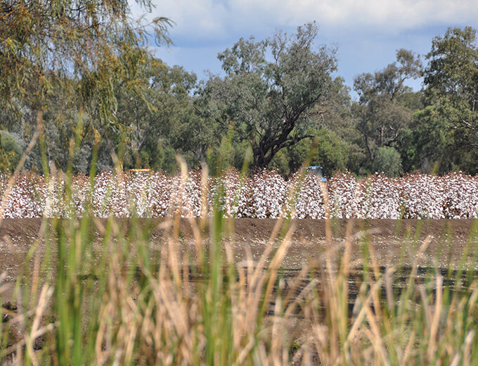 In The Cotton Bush