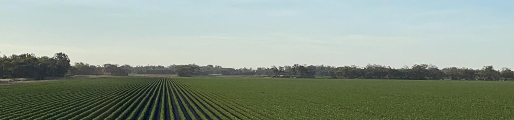 Cotton rows page banner