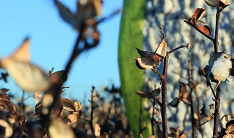 Cotton module page banner mobile