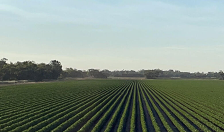 Cotton rows mobile banner