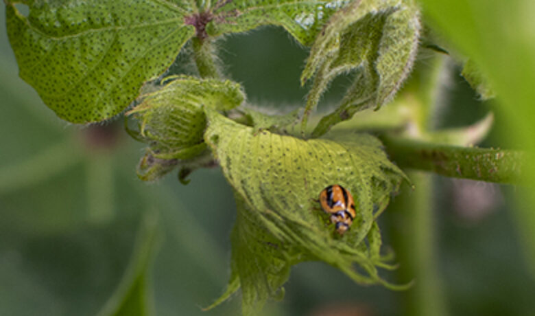 Ladybird banner mobile